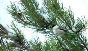 Winter birdwatching